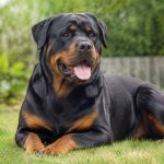 Assurance pour rottweiler : quelles garanties choisir ?