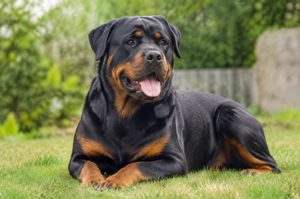 Assurance pour rottweiler : quelles garanties choisir ?